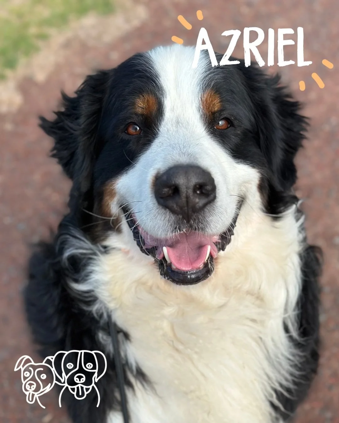 ☀️ Training Walks ☀️

We had Mr Azriel join the crew today 😍

The doggos smashed it as always! Today&rsquo;s big focus was on recall and engagement, everyone making some awesome choices 🔥