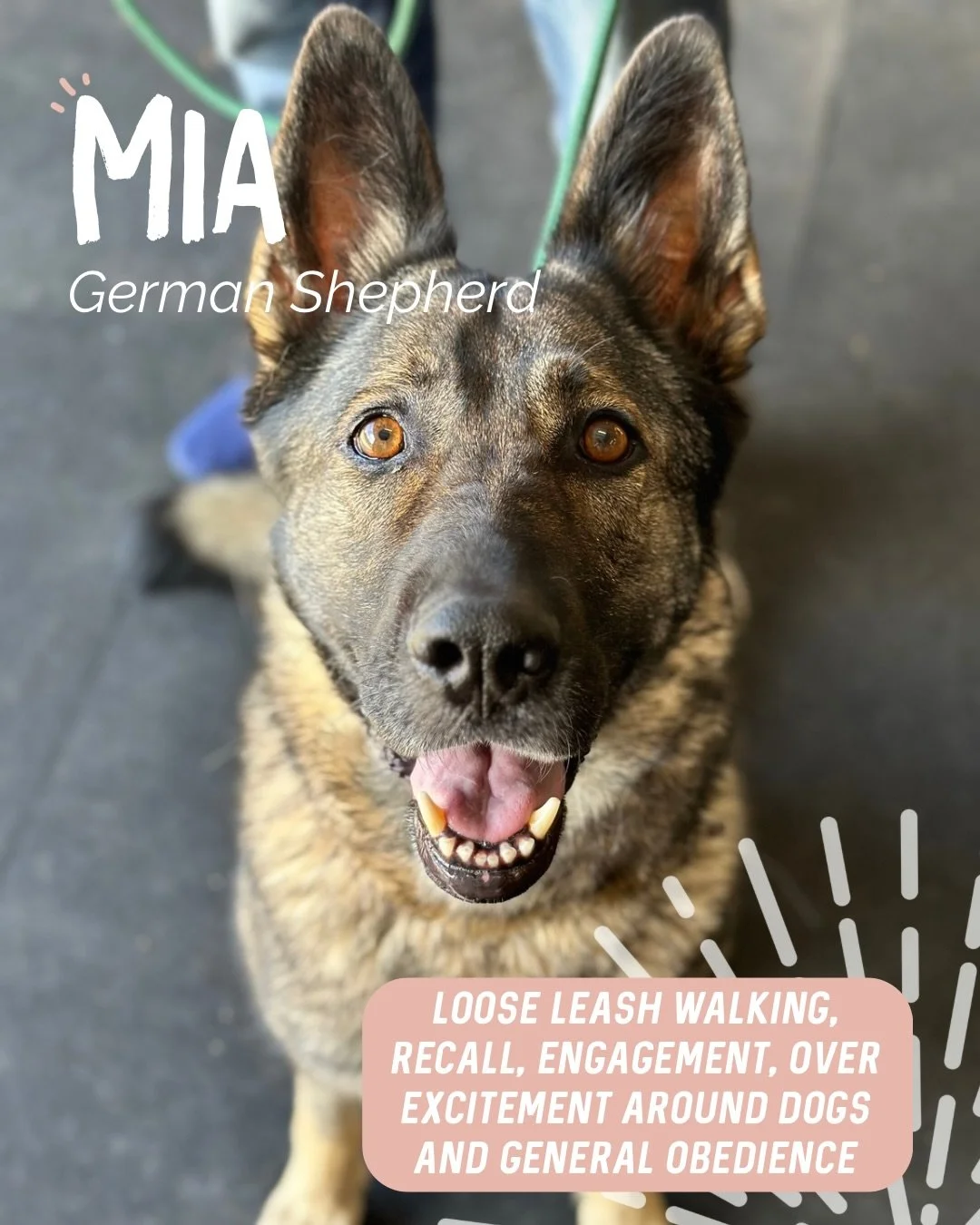 ✨ MIA ✨

This beautiful critter approaches life with full enthusiasm 😍🔥

During our sessions, we focused on building engagement and loose leash walking skills so her humans can enjoy taking her out and about with a bit more ease.

We finished up wi
