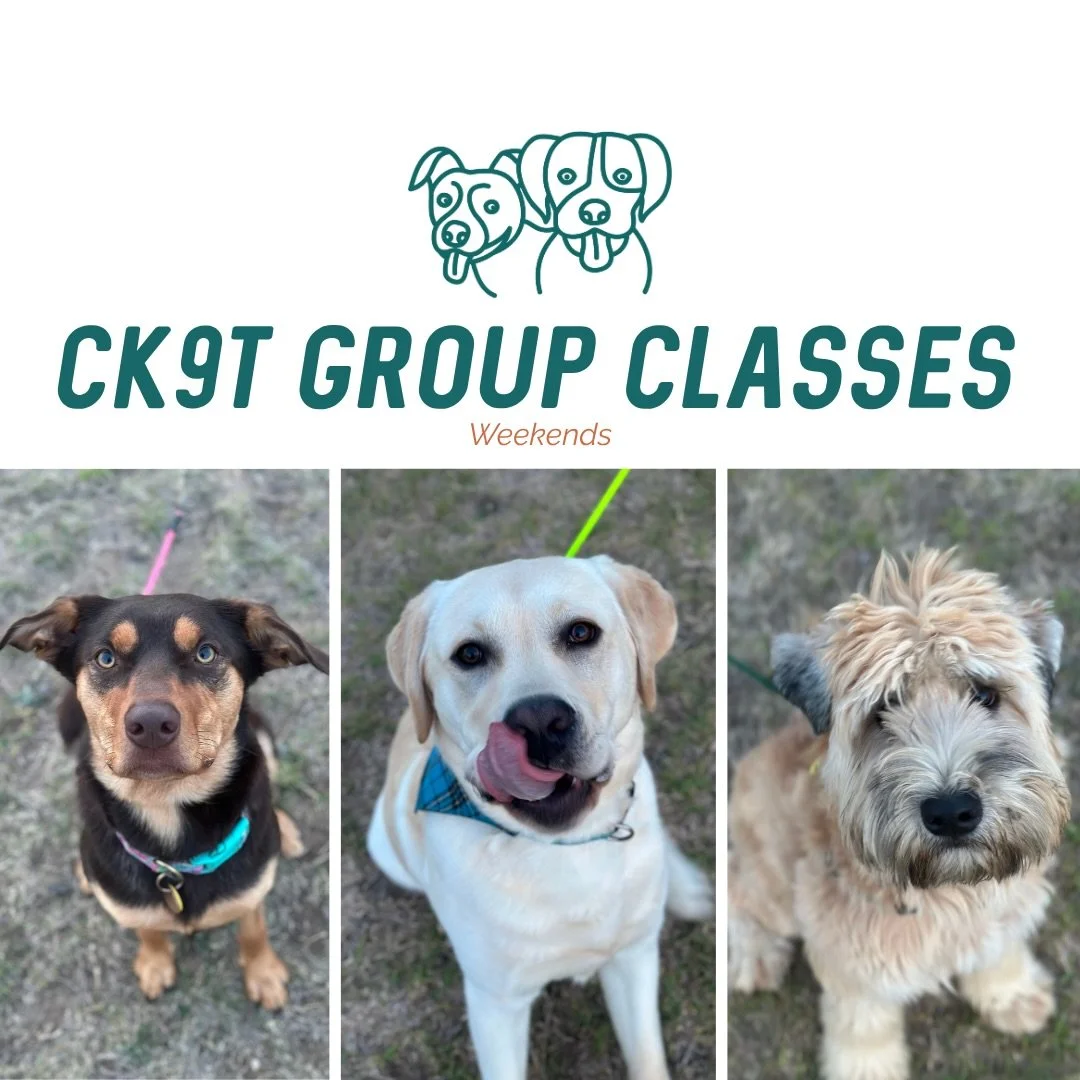 🌚 Group Classes 🌚

Tonight&rsquo;s crew welcomed Mr Otis to group classes 👋

Like last Sunday, classes looked a little different with everyone rotating through a variety of stations 💪🔥

We worked through:
✨ Place work
✨ Recall
✨ Cone work
✨ Tub 
