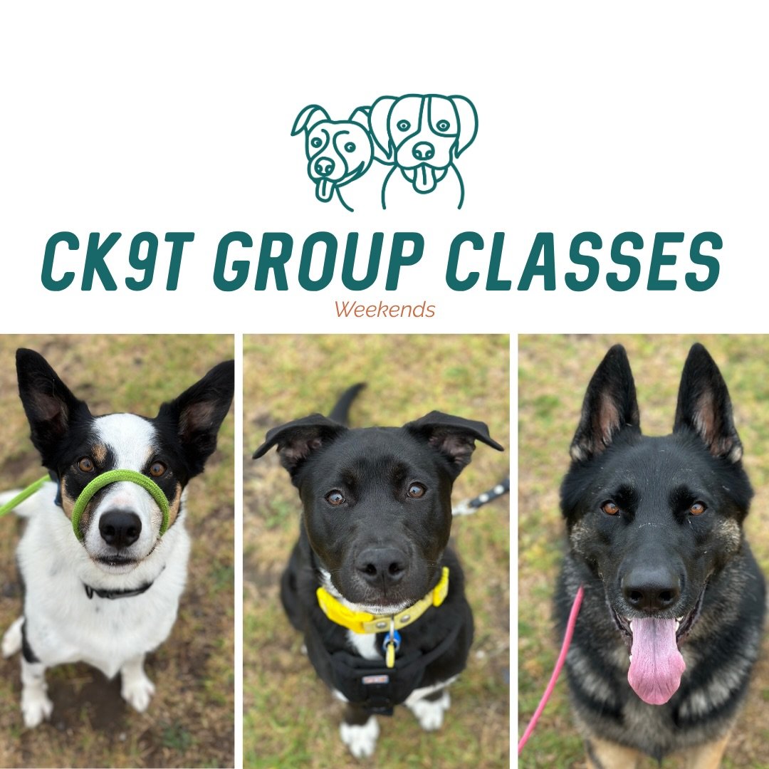 ⛅️ Group Classes ⛅️ 

Such a lovely morning with the crew, getting to train outside and somehow stay dry 💪

Like the last couple of group classes, today we rotated through a variety of different exercises to keep both dogs and humans thinking 🔥

To