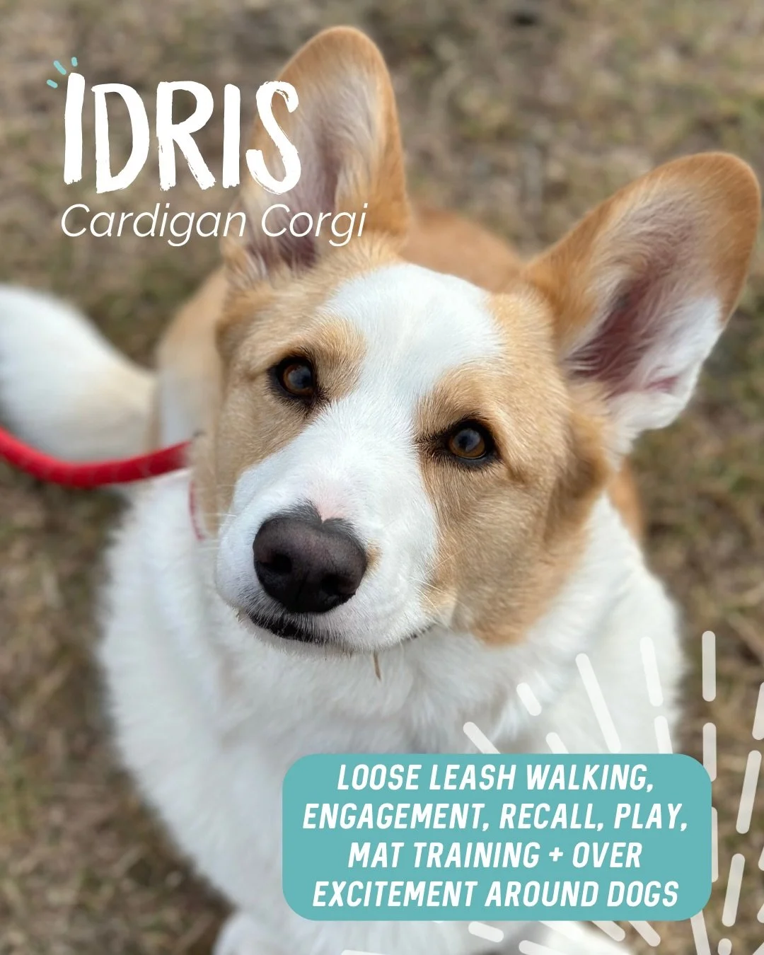 ✨ IDRIS ✨

Idris is full of spunk, with a fabulous personality and the temperament to match 😍

During our sessions, a huge focus was creating clarity for both Idris and his human. Clear communication, structure, and consistency can make such a big d