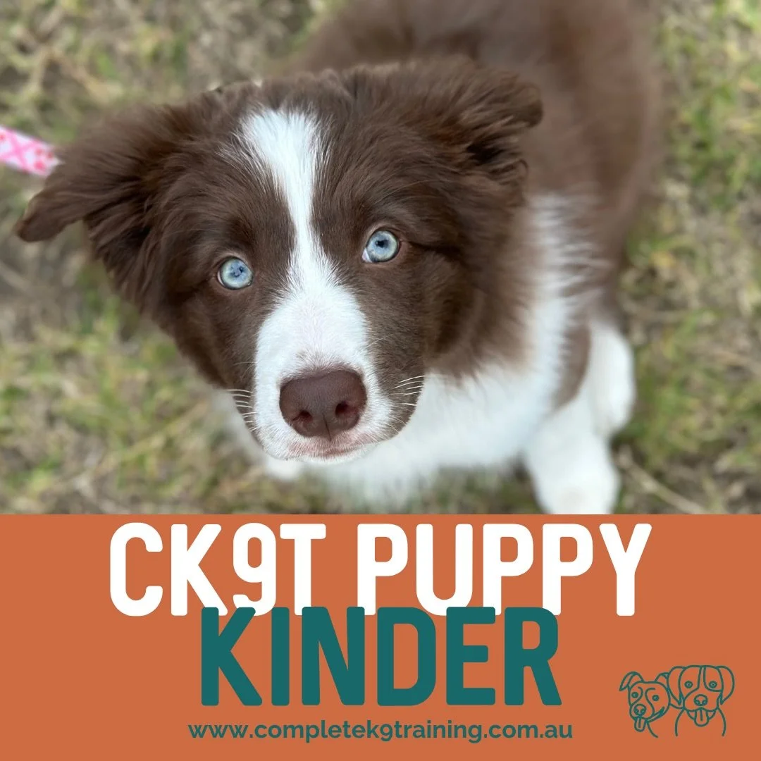 📢🚨PUPPY KINDER 📢🚨

CK9T Puppy Kinder is back, revamped and ready to go 🐶✨

Have a puppy under 6 months? This is the perfect start to their training journey!

Puppies go through a critical development period between 8&ndash;16 weeks, and our Pupp