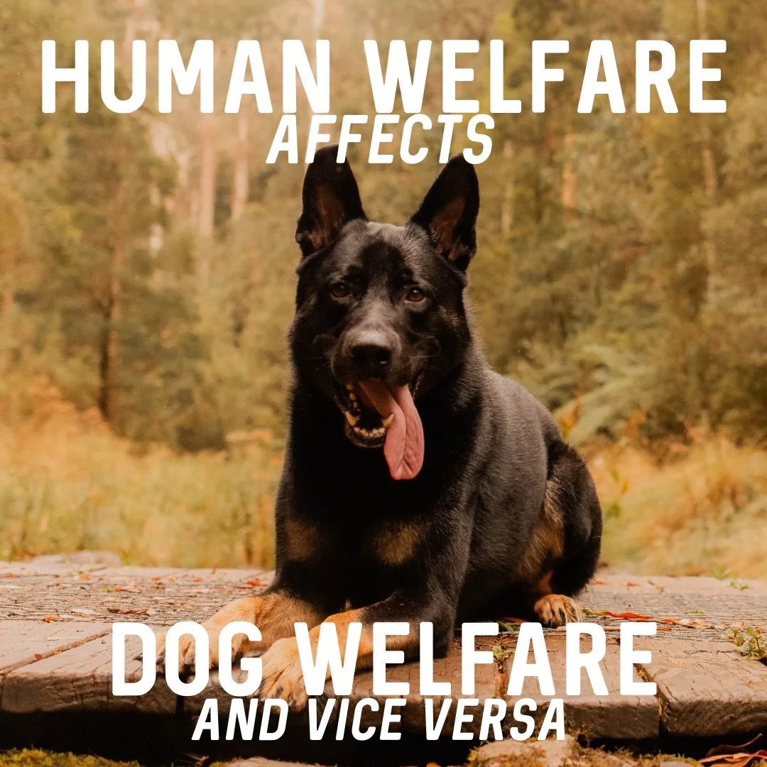 🧠 WELFARE 🧠

As a trainer, I&rsquo;m not only looking at the dog&rsquo;s welfare, but the human&rsquo;s as well. Because if humans aren&rsquo;t coping it becomes incredibly difficult to support their dog in the way they need.

Dogs can have an incr