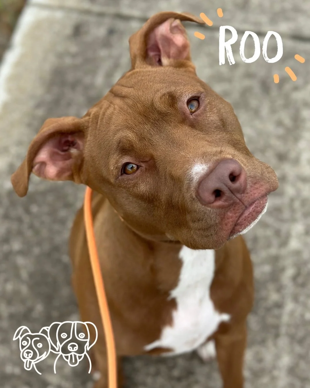 🤩 Training Walks 🤩

Say hi to the new kid, Miss Roo 👋🥹

Today we had a huge focus on engagement and recall! Lots of rewarding check ins, speedy recalls and working around distractions 🔥

We also worked through a few triggers throughout the walk,