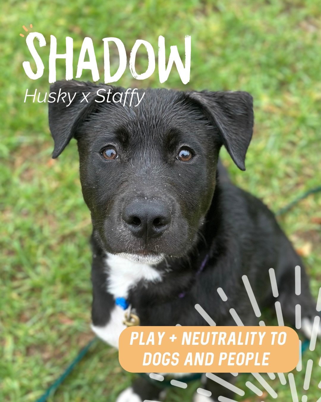 ✨ SHADOW ✨

How stinking adorable is Mr Shadow? 😍

I caught up with Shadow&rsquo;s foster carer (who also happens to be Neville&rsquo;s human 👋) to help work through some excitement and frustration around both dogs and people.

We headed down to th