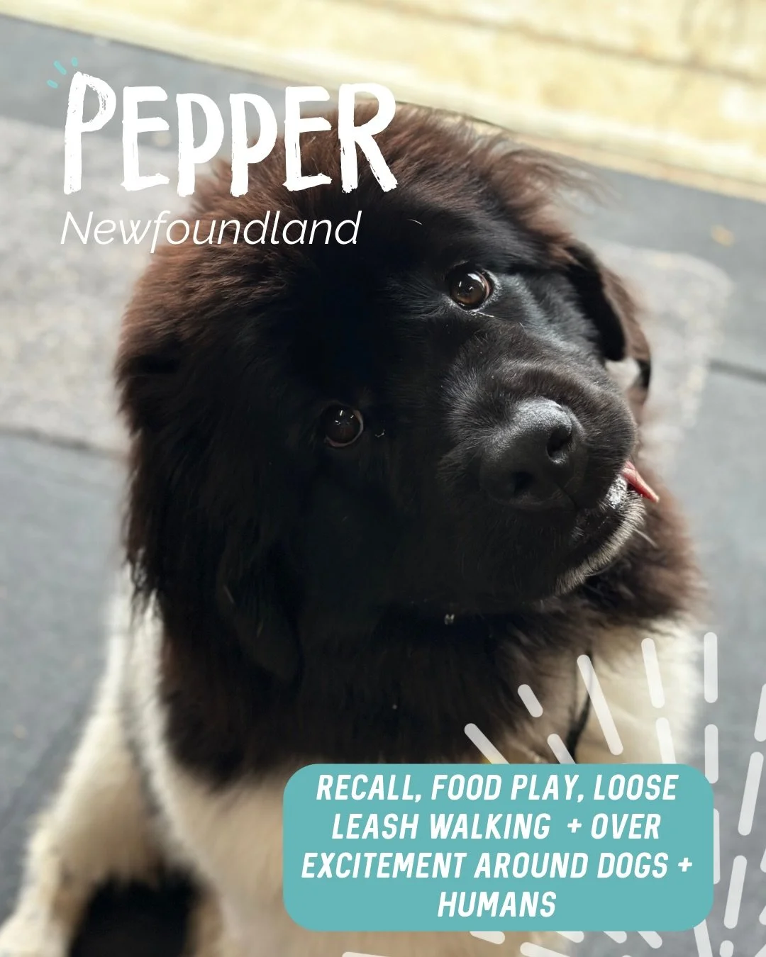 ✨ PEPPER ✨

Beautiful miss Pepper joined us for a private session not too long ago 🥹

I&rsquo;ve been lucky enough to work with Pepper since she was a puppy, so it&rsquo;s been incredibly rewarding watching her grow and helping guide both her and he