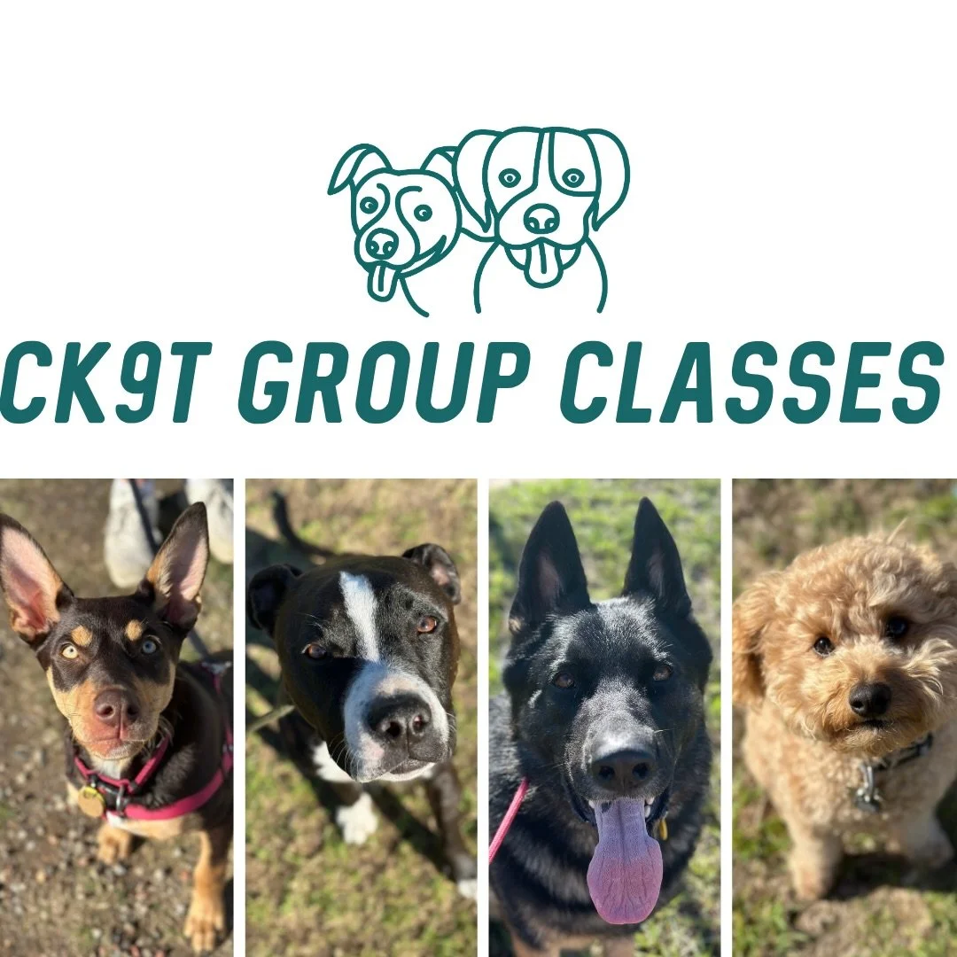 ☀️ Group Classes ☀️

Today&rsquo;s crew made the most of the gorgeous sunshine! 🌞

Our focus today was all about adding more clarity and precision to the basics. We worked on tightening up our loose leash walking, disengaging from other dogs, holdin