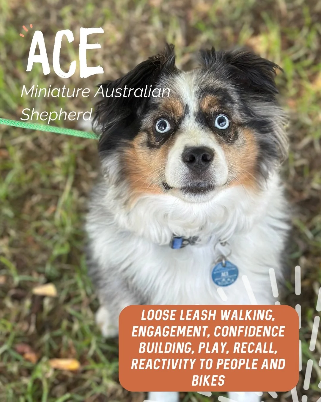✨ ACE ✨

How handsome is little Ace? 😍

This food-loving little man is full of personality and over the course of 4 sessions we worked on helping both Ace and his human feel more in confident and less stressed out on their walks together.

Our train