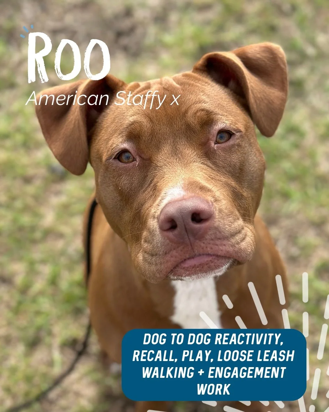 ✨ ROO ✨

This little sweetheart has the biggest personality 😍

Miss Roo came to us because her excitement and frustration around other dogs was getting the better of her. While her intentions were friendly, she struggled to regulate herself and foun