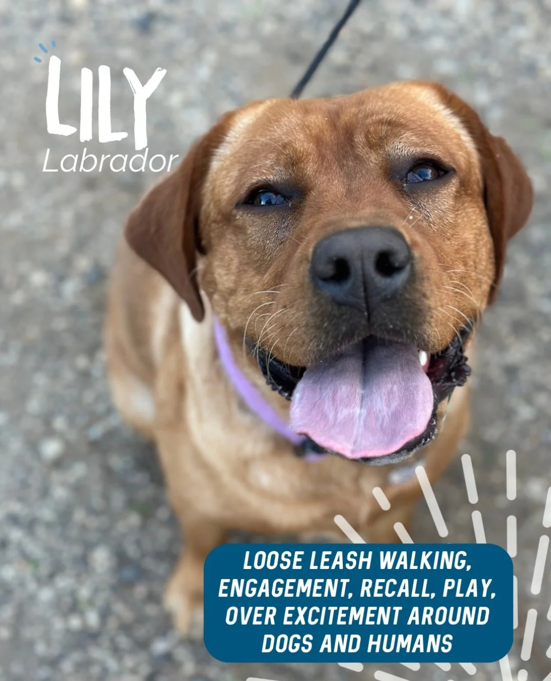 ✨ LILY ✨

Miss Lily is a young Labrador with so much love to give. She genuinely thinks everyone she sees is her new best friend!

As lovely as that is, it was making walks pretty challenging. Between her excitement and her Labrador strength, she was