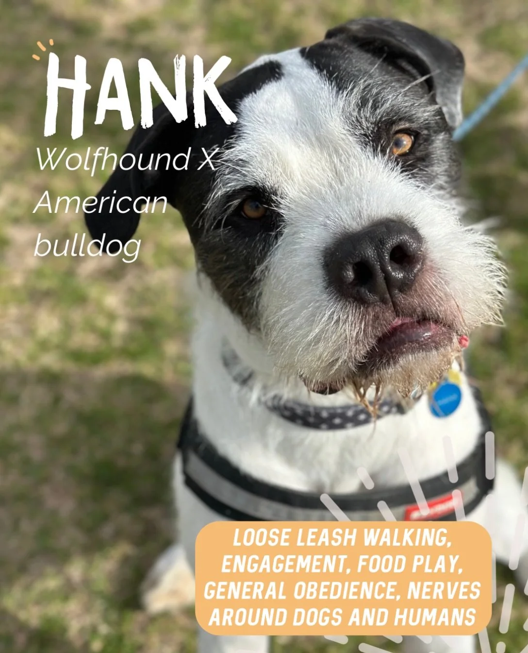 ✨ HANK ✨

Mr Hank is a sweetheart who lacks confidence around both people and dogs, often finding the world a little overwhelming.

Throughout our sessions we focused on:

✨ Loose leash walking, creating calmer and more enjoyable walks.
✨ Engagement,