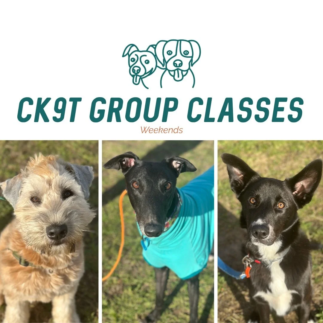 🐾 Group Classes 🐾

Dare I say this morning&rsquo;s crew got the best part of the day? 🌤️ It was a little windy, but at least the sun was trying!

A big welcome back to Mr Louie the Chihuahua and Mr Max the Kelpie x Border Collie. 🐾

We had two gr
