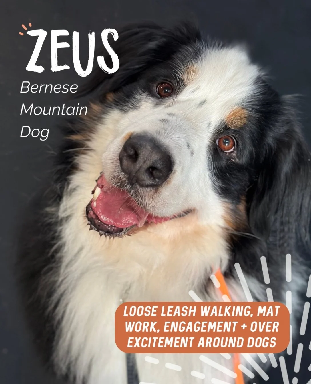 ✨ ZEUS ✨

Mr Zeus and his human are both an absolute pleasure to work with. 💪🐾

Being a Bernese Mountain Dog, one of our biggest priorities was loose leash walking. With such a big, powerful dog, teaching him to walk politely makes life so much mor