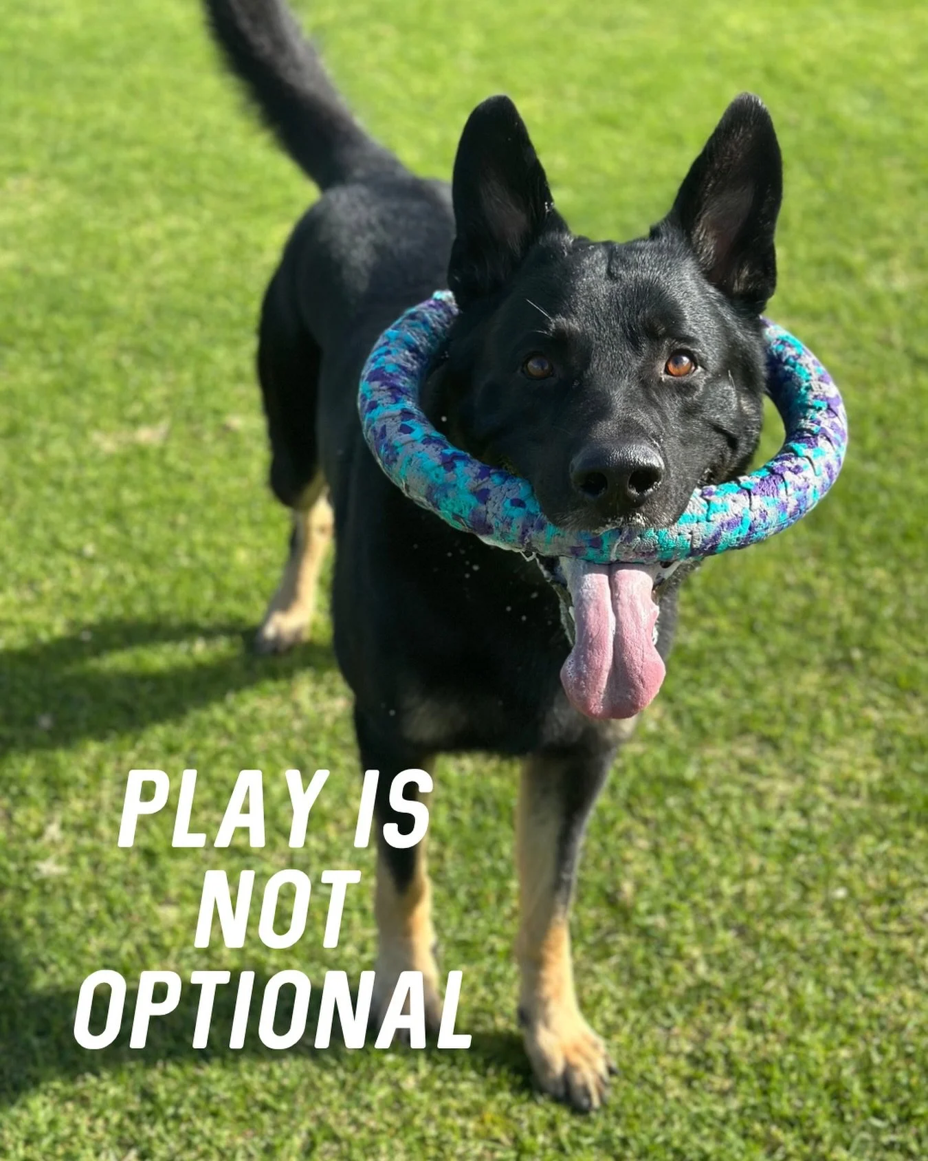 Play is not optional.

If you&rsquo;ve trained with me before, there&rsquo;s a pretty good chance we&rsquo;ve worked on play in some capacity.

That&rsquo;s because play is one of the first things I want to build with almost every dog.

Not because I