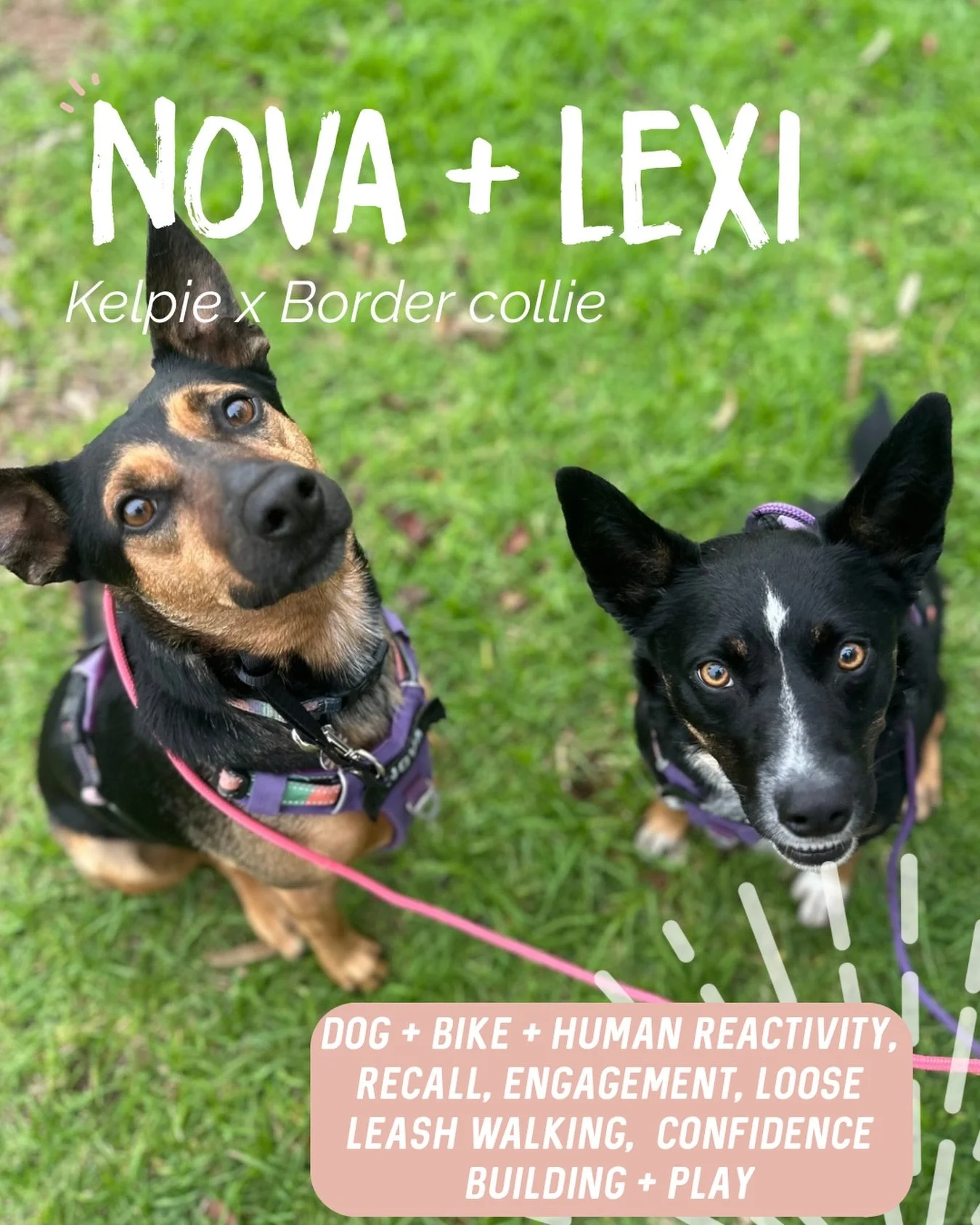 ✨ NOVA + LEXI ✨

These two beautiful Kelpie x Border Collies are absolute sweethearts and came to work with us needing a few more skills to help them feel more confident out in the world.

Over the course of our sessions we worked on:

✨ Engagement, 