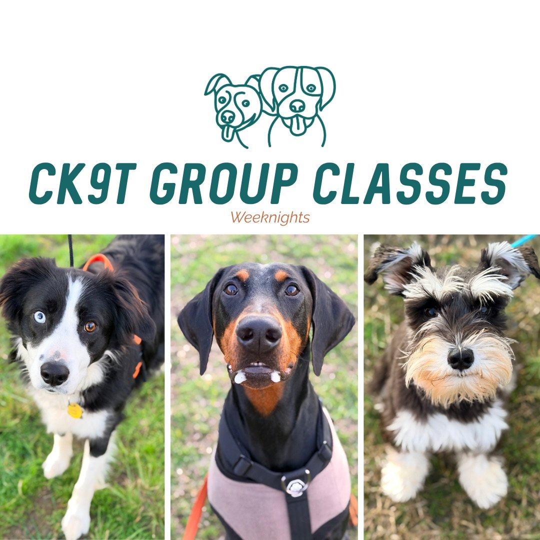 🐾 Group Classes 🐾

Another awesome crew tonight! 🔥

A big welcome to Hazard the Doberman and Daisy the Mini Schnauzer for their very first group class with us 👋 and welcome back to Mr Bear the Border Collie!

Tonight we worked on plenty of walkin