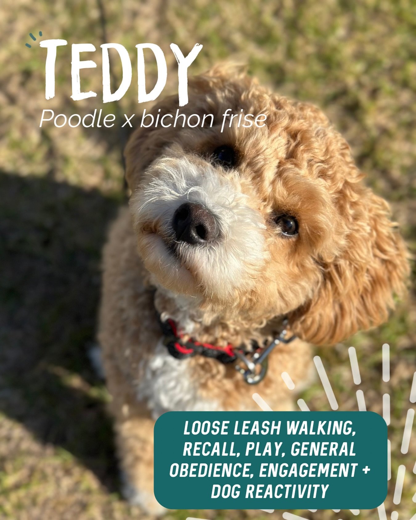 ✨ TEDDY ✨

This little man is full of personality and absolutely loves doing things with his human. But outings weren&rsquo;t as enjoyable as they should&rsquo;ve been, with barking and pulling on the leash making it difficult to take him everywhere.