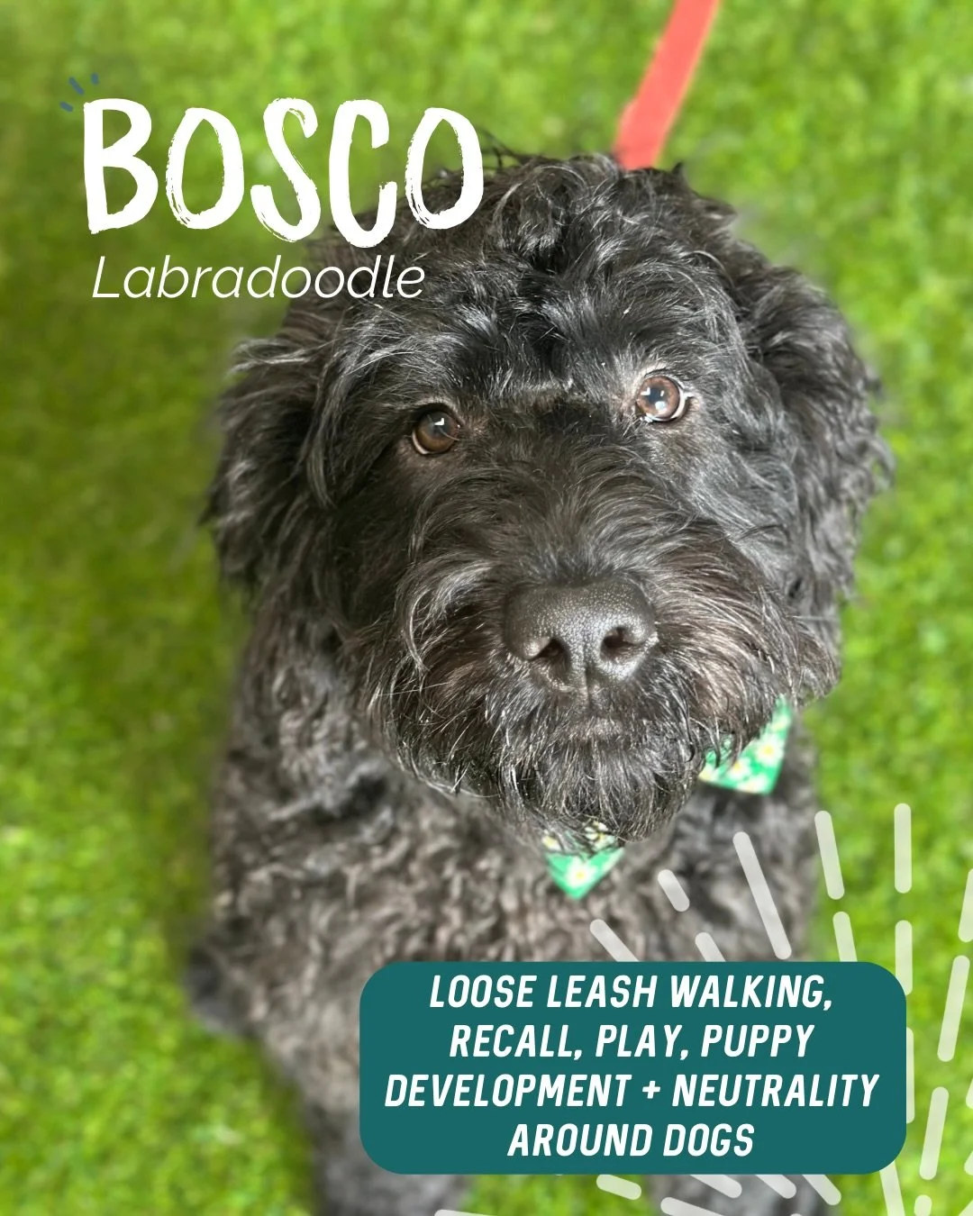 ✨ BOSCO ✨

Bosco first started as a young puppy with all the enthusiasm in the world. Like many puppies, he was excited by everything, especially other dogs and people.

From the beginning, our goal wasn&rsquo;t just teaching commands. It was giving 