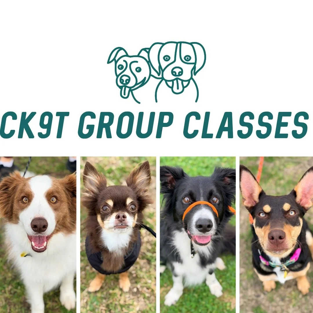 ✨ Group Classes ✨

This morning&rsquo;s crew absolutely smashed it! 🔥🐾

Welcoming Mr Freddy to his first group class 👋💪

We covered a heap today, including loose leash walking, pace changes, working closer around other dogs, implied stays, and ev