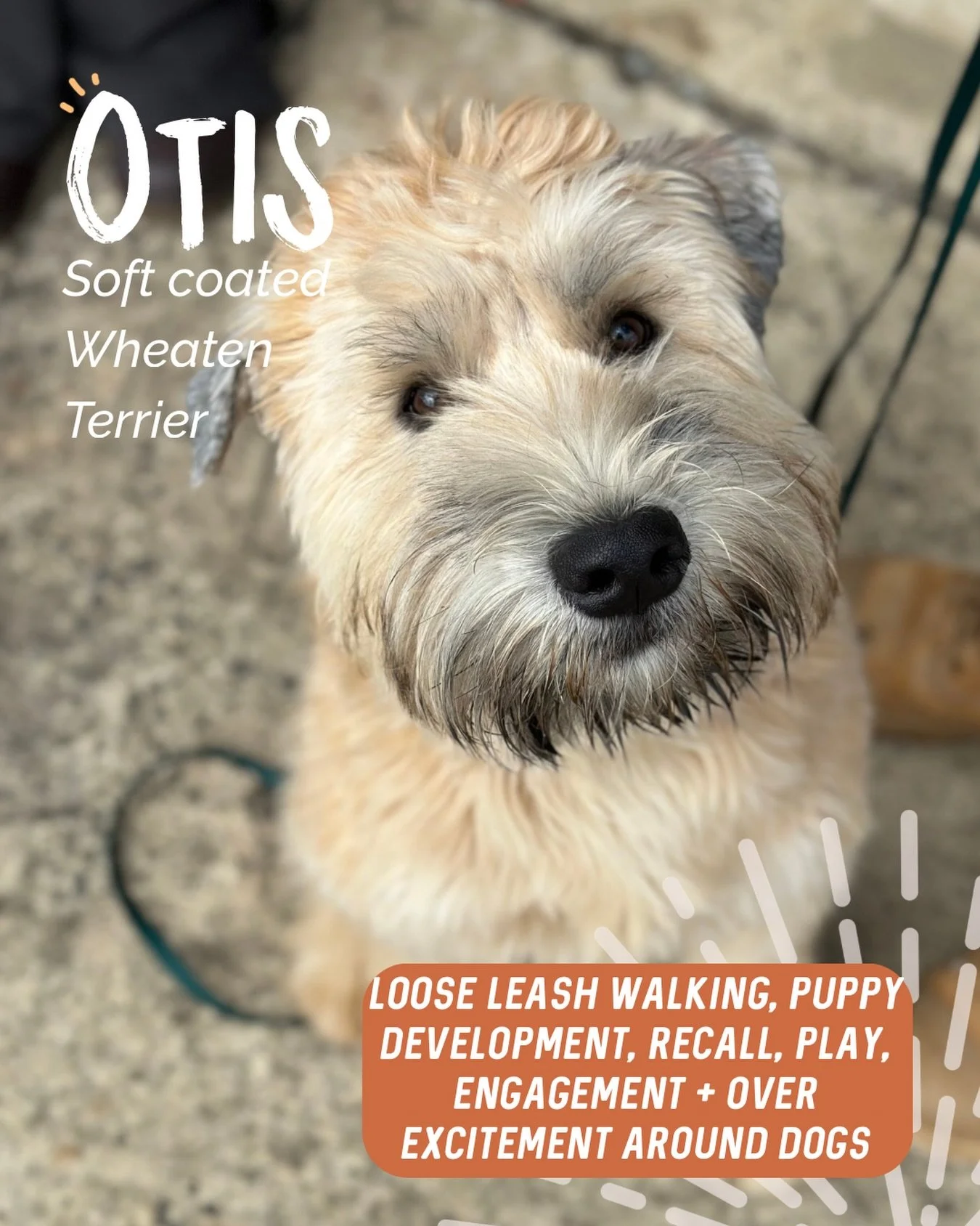 ✨ OTIS ✨

Otis is a little spunk with the sweetest personality. Our biggest focus throughout our sessions was building engagement and teaching him that he doesn&rsquo;t need to say hello to every dog he sees.

Throughout our sessions we focused on:

