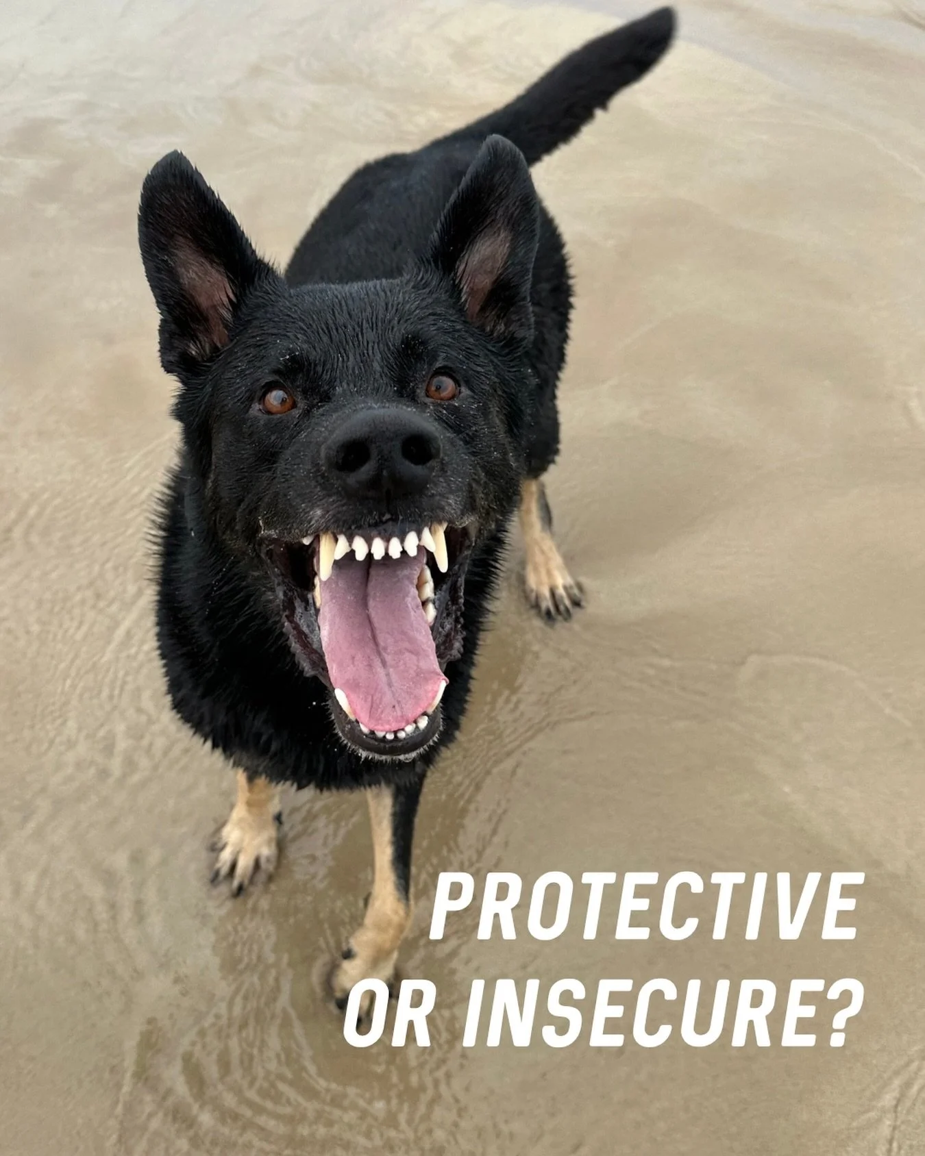 🛡️ Is your dog really protective&hellip; or are they insecure?

&ldquo;He&rsquo;s just protecting me.&rdquo;

It&rsquo;s one of the most common things I hear.

The reality?

True protective behaviour is much rarer than people think.

More often than
