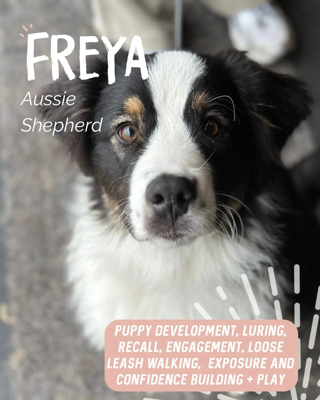 ✨ FREYA ✨

Miss Freya is an absolute sweetheart with the most beautiful personality. 🧡 

➡️ Swipe to see baby Freya 😭

Puppy training isn&rsquo;t about creating the perfect dog overnight. It&rsquo;s about giving them the right foundations so they g