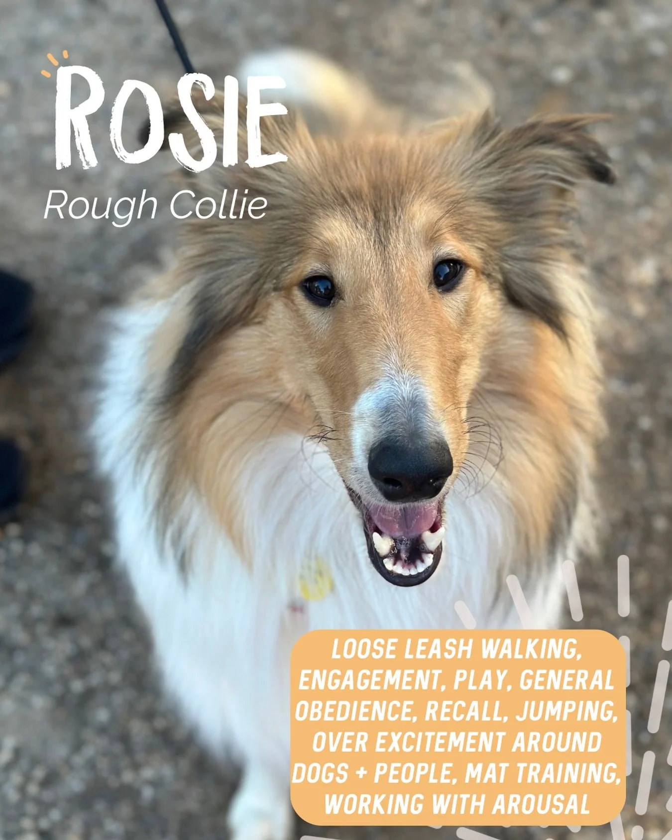 ✨ ROSIE ✨

Rosie is an absolute delight of a Rough Collie with the sweetest nature. Still a very young dog who has so much potential ahead of her. 🧡

Our biggest focus throughout our sessions was working through Rosie&rsquo;s overexcitement. Walks h