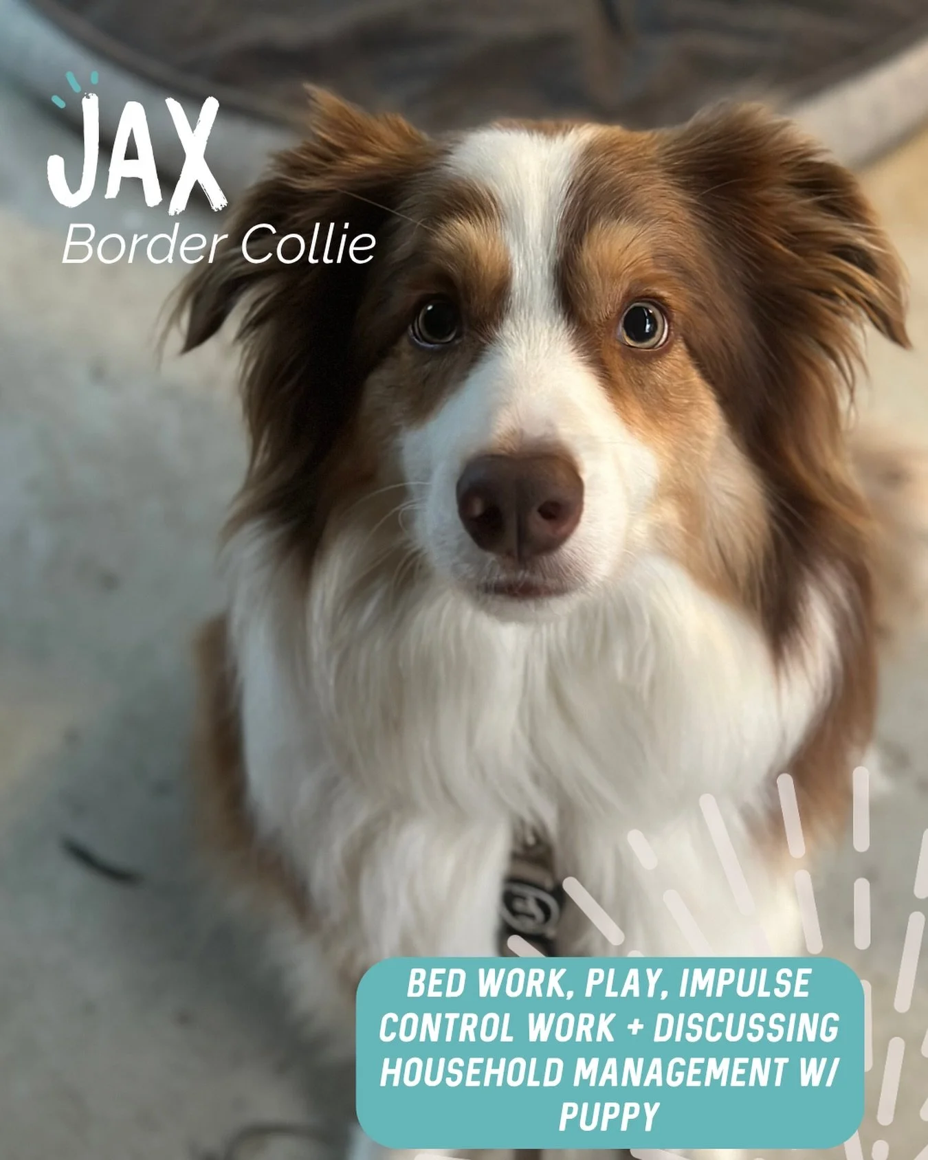 ✨ JAX ✨

It was so lovely catching up with Jax and his human again! 🧡

We&rsquo;ve worked together previously on Jax&rsquo;s reactivity, this session was all about helping him adjust to life with a new puppy in the house and setting everyone up for 