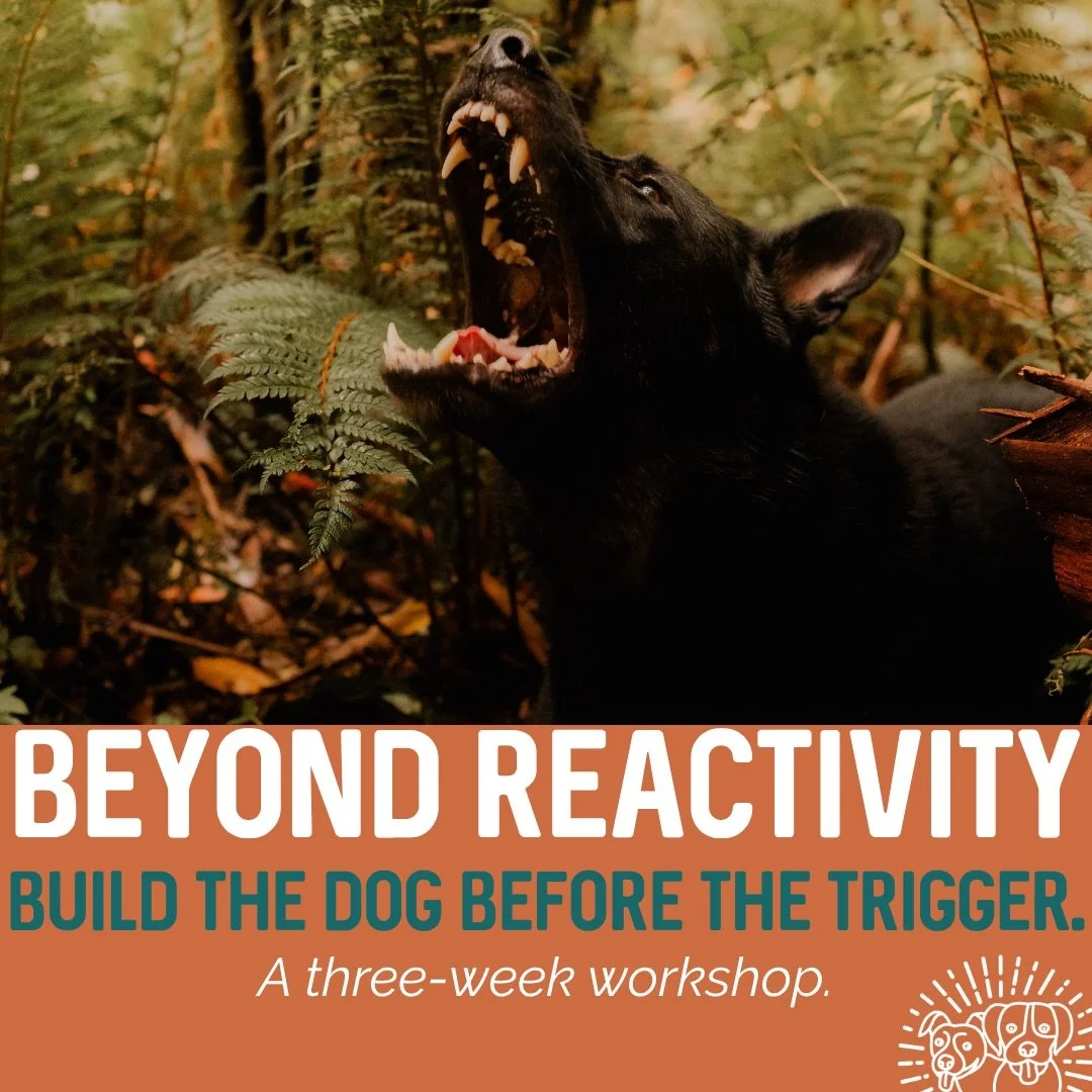 ⏰ ONLY A FEW WEEKS TO GO! ⏰

Beyond Reactivity kicks off on 30th August, and if you&rsquo;ve been thinking about joining, now&rsquo;s the time.

If your dog barks, lunges, growls or completely checks out around other dogs, people or the environment, 