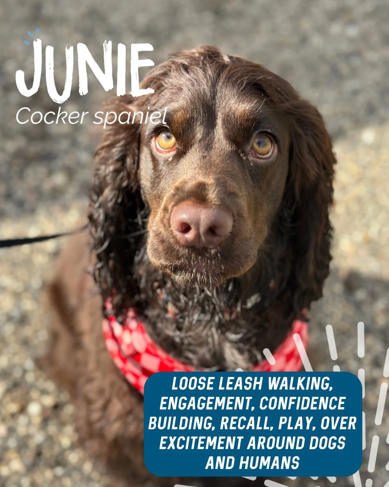 ✨ JUNIE ✨

Miss Junie is an absolute delight with such a fun little personality. 🧡

Throughout our sessions we focused on:

✨ Loose leash walking to make walks more enjoyable.
✨ Building engagement so choosing her human becomes the best option.
✨ Re