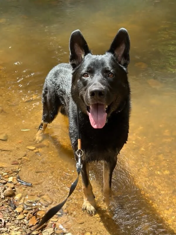 Happy 5th Birthday to my main man, Koda! 🧡

Also affectionately known as Sharky, Bear, Asshole, Menace and Devil Spawn. 🤣

You&rsquo;ve tested my patience more times than I can count, made me laugh every single day, and taught me more than I ever t