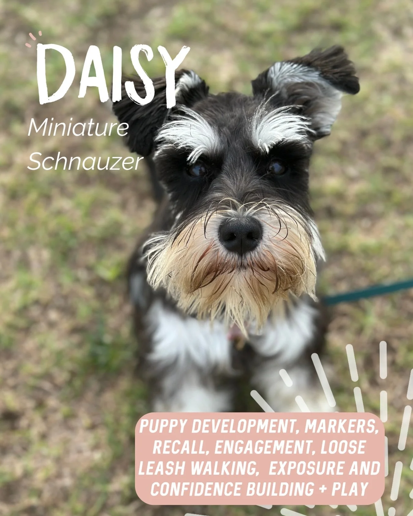 ✨ DAISY ✨

Daisy is a gorgeous little Mini Schnauzer who is developing into such a beautiful young dog! 

Our sessions have focused on giving Daisy the right foundations as she grows, including:

🌼 Puppy development and getting the right exposure
🌼