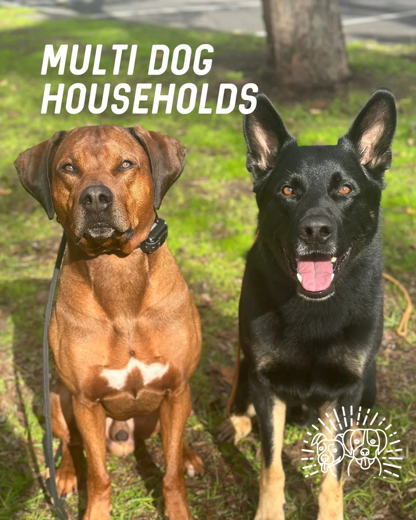 🐾 MULTI DOG HOUSEHOLDS 🐾

There&rsquo;s no one picture of what a successful multi dog household should look like.

Having multiple dogs can be bloody awesome. They can play together, learn from each other, explore together and form some pretty incr