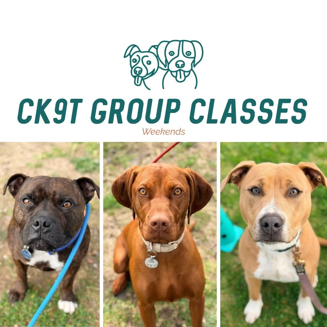 🐾 GROUP CLASSES 🐾

This morning&rsquo;s crew enjoying a bit of sunshine! ☀️

We worked through rotations again today, giving each dog and handler plenty to focus on:

✨ Bed/mat work
✨ Recall
✨ Muzzle conditioning
✨ Working around cones
✨ Paws up on