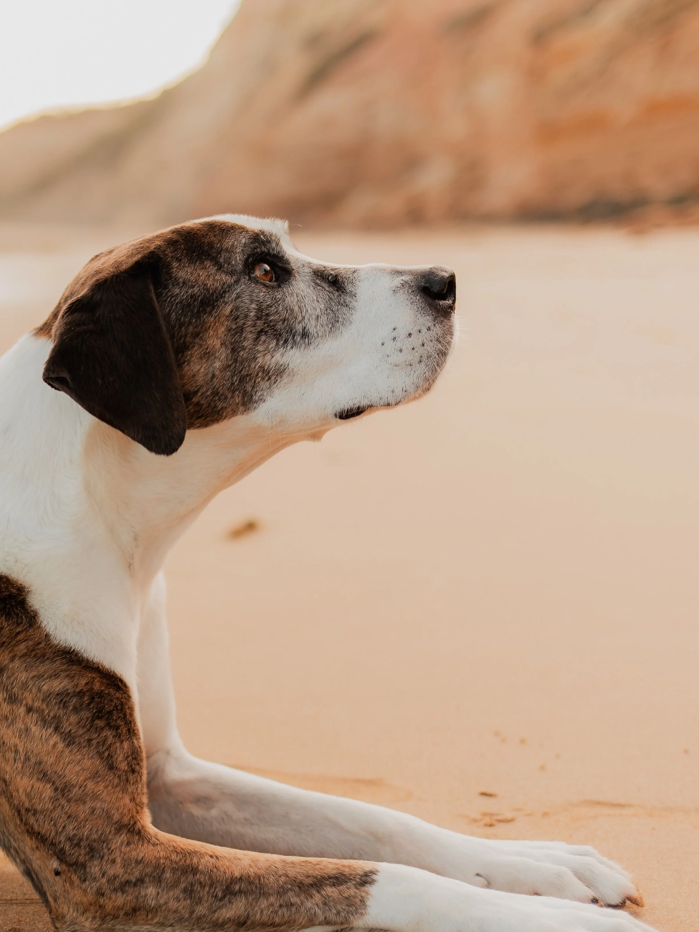 🌈 Digga 🌈

This week, we said goodbye to a very loved member of our family, Digga.

The dog who helped raise seven puppies. Who started our family&rsquo;s obsession with dogs. Who saw us through incredible highs and some pretty hard lows. Who helpe