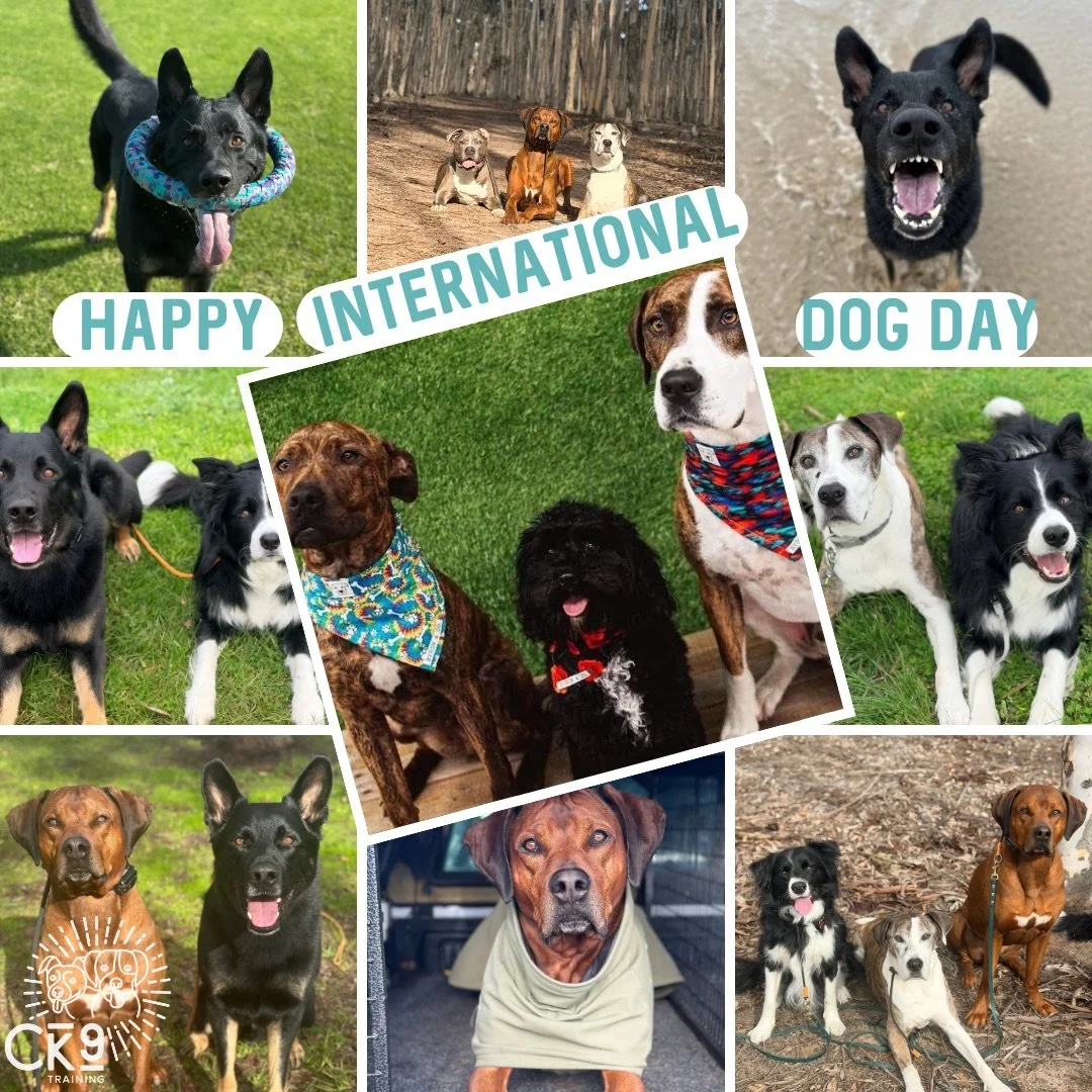 Happy International Dog Day 🐾🌎

Here&rsquo;s to the dogs who challenge us, push us to grow, and remind us every day to be better versions of ourselves. 

To the doggos who bring us laughter, patience, and lessons we didn&rsquo;t know we needed. 

M
