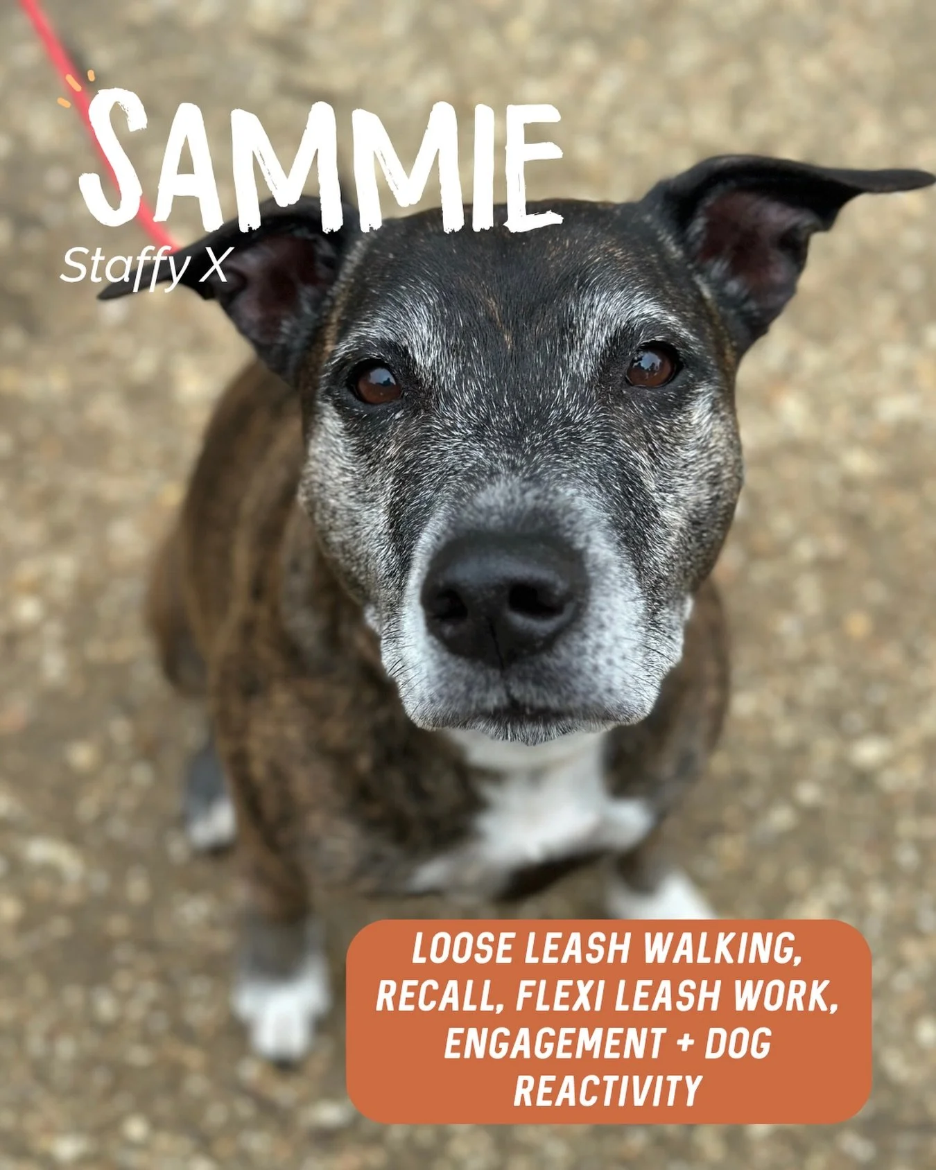 ✨ SAMMIE ✨

Sammie is an absolute sweetheart! 🥹

Our main focus throughout her sessions has been working through her dog reactivity and giving both Sammie and her humans more skills and confidence when out and about.

We worked on:

🐾 Engagement &n