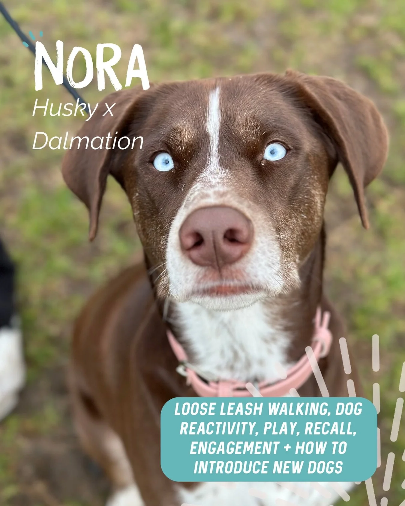 ✨ NORA ✨

An absolute sweetheart with a whole lot of personality! 😍

Our main focus throughout Nora&rsquo;s sessions was working on her dog reactivity and helping her learn how to become a little more neutral around other dogs.

We worked on:

✨ Com