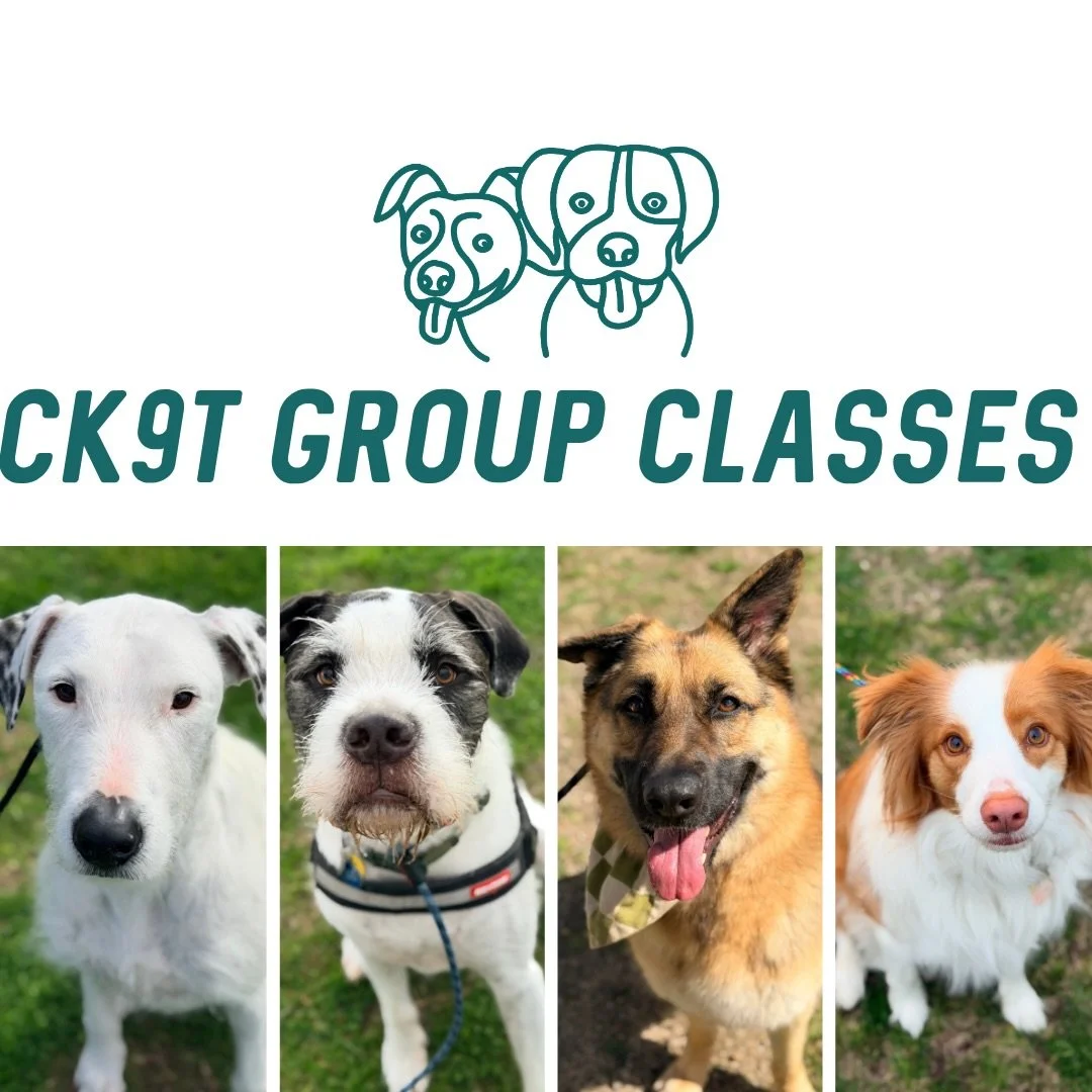 🔥 GROUP CLASSES 🔥

The many faces of group classes this week! 🤩

We welcomed 6 new doggos into the crew:

✨ Marnie the Border Collie
✨ Nova the Kelpie x Border Collie
✨ Hank the Wolfhound x
✨ Nami the Blue Heeler x Kelpie
✨ Margot the German Sheph