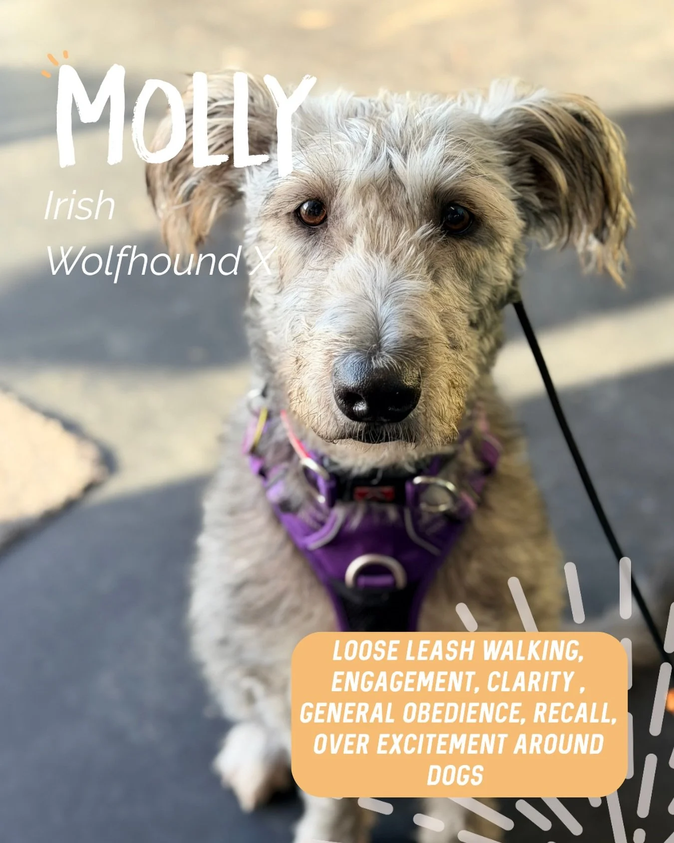 ✨ MOLLY ✨

Molly is an Irish Wolfhound x who has found herself in a fantastic home with a human committed to helping her thrive! 💪

Molly&rsquo;s human reached out to get on top of a few little quirks. When Molly didn&rsquo;t like something, became 