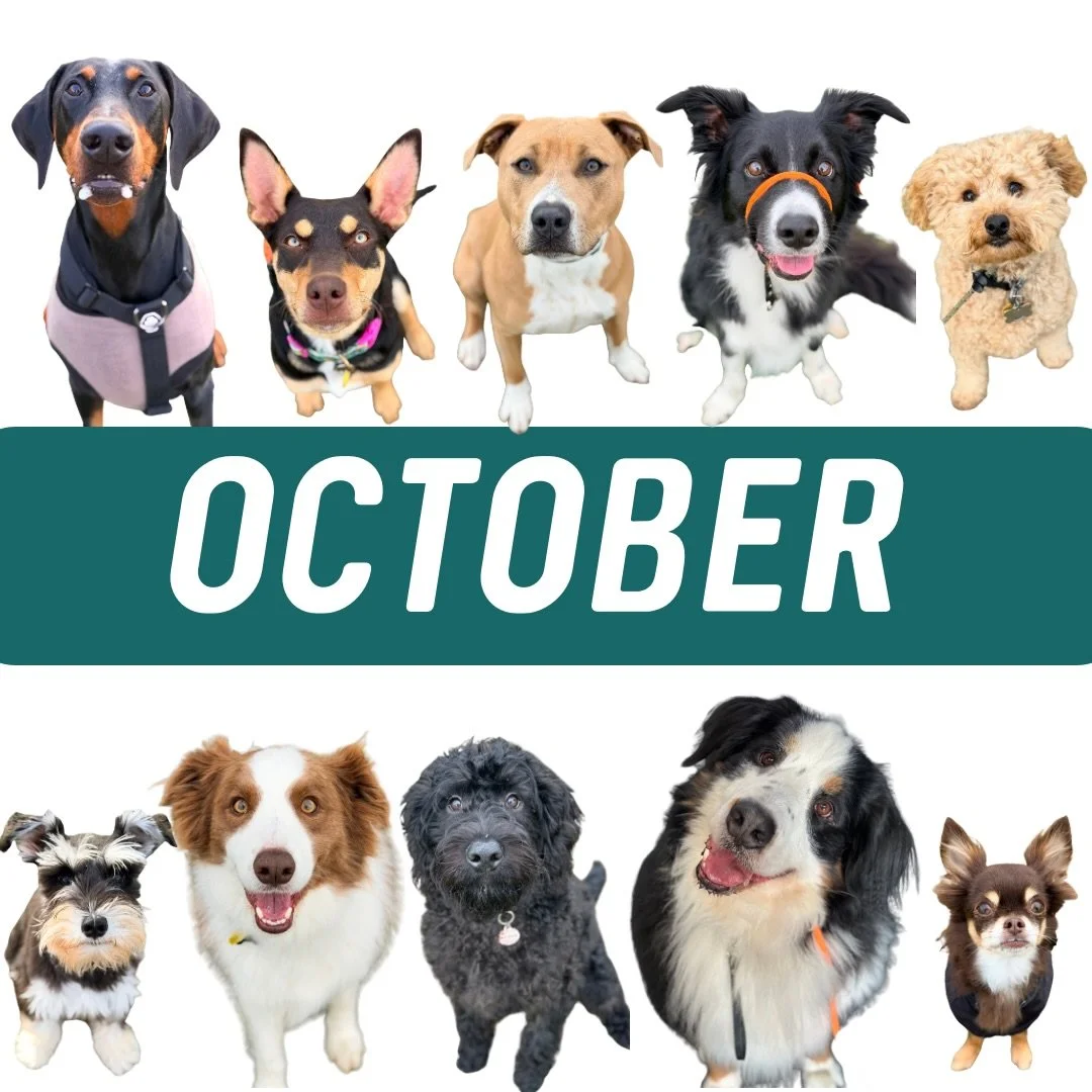 ✨ October 2026 ✨

October here we come 🔥

🔥 Private Consults 🔥

Weekends are still in high demand and we only have 2 weekend sessions for October ! 🤯
✨ Saturday 24th at 2pm
✨ Sunday 25th at 8am

Weekday sessions are booking from the 14th of Octob