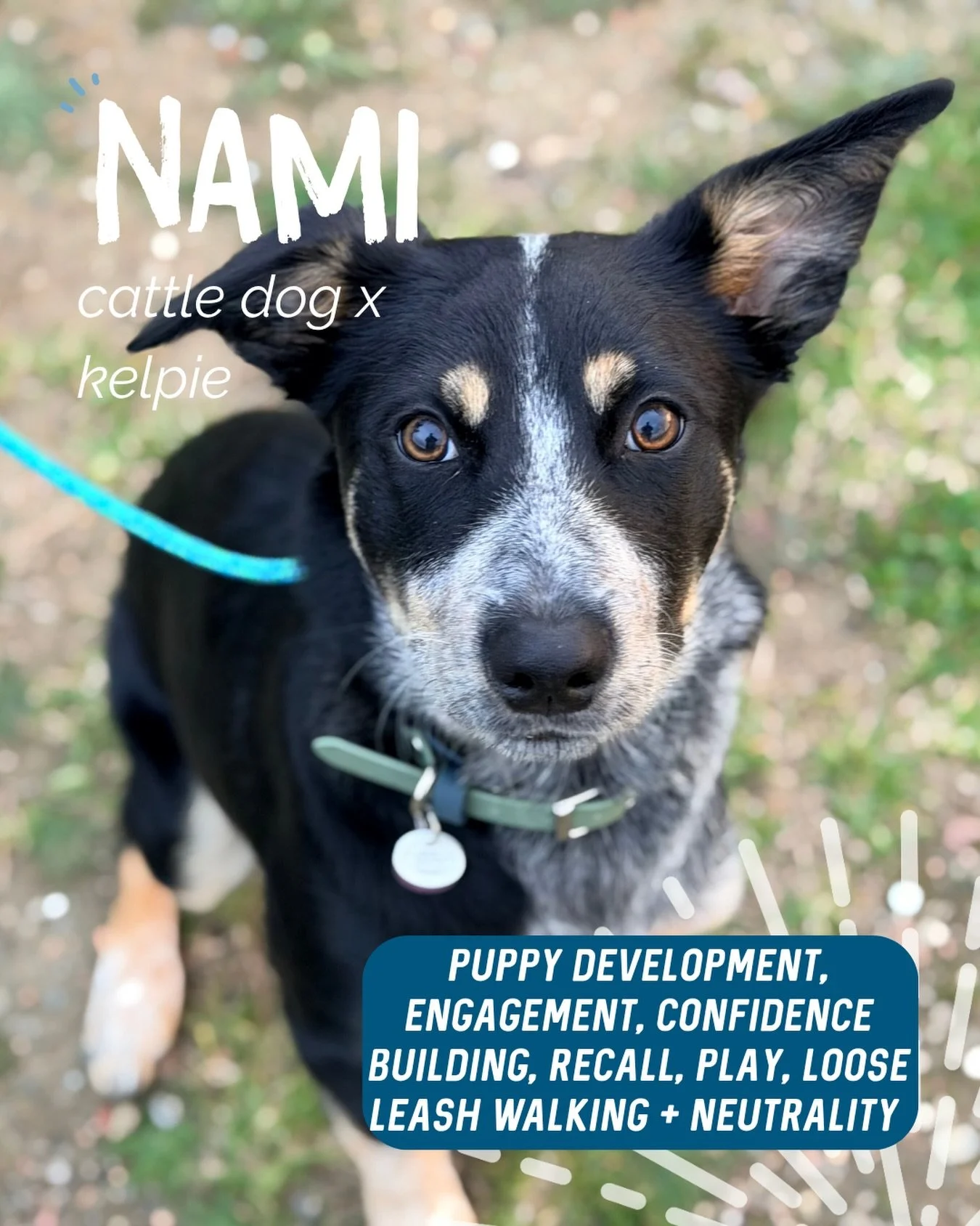 ✨ NAMI ✨

Miss Nami is a beautiful little pup who found herself the best home! 🥹🧡

Even before coming to see me, Nami already had some great foundations in place with her markers and engagement work 🔥

Our first session was all about building on t