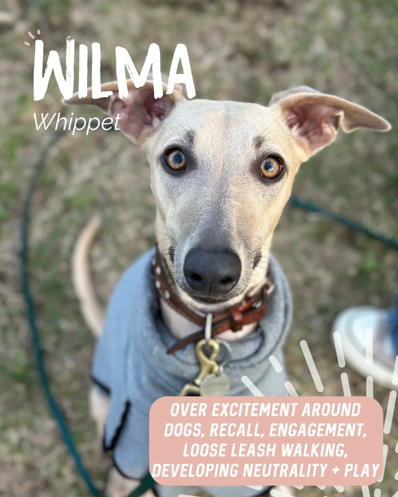 ✨ WILMA ✨

Miss Wilma is a young Whippet with SO much personality and a whole lotta love to give! 

Wilma absolutely LOVES people and dogs perhaps a tad too much. Her excitement and frustration around them had started to turn into some reactivity on 
