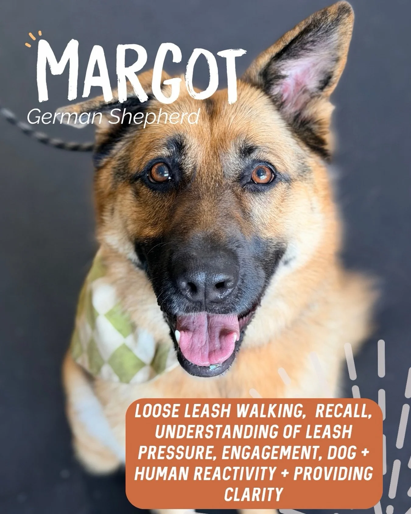 ✨ MARGOT ✨

Margot is an absolute sweetheart who can be a tad unsure of the world around her.

She doesn&rsquo;t overly love people being in her space and can get a little freaked out when she&rsquo;s unsure. Dogs can be similar, she&rsquo;s generall