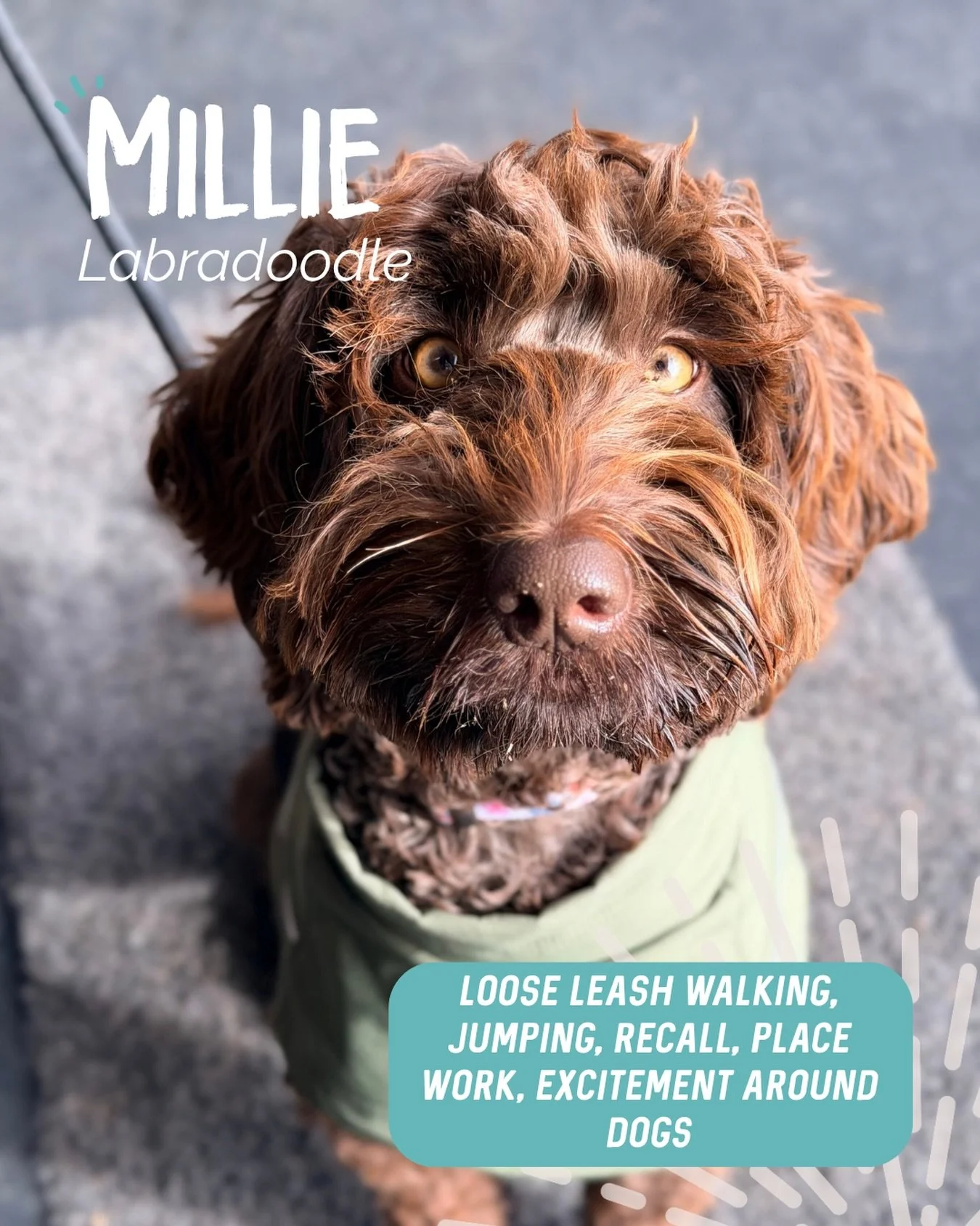 ✨ MILLIE ✨

Gorgeous Miss Millie is the life of the party! She absolutely adores everyone and has the BEST personality 🥹

Our sessions were all about tidying up a few things to make everyday life a little easier and give Millie more clarity along th