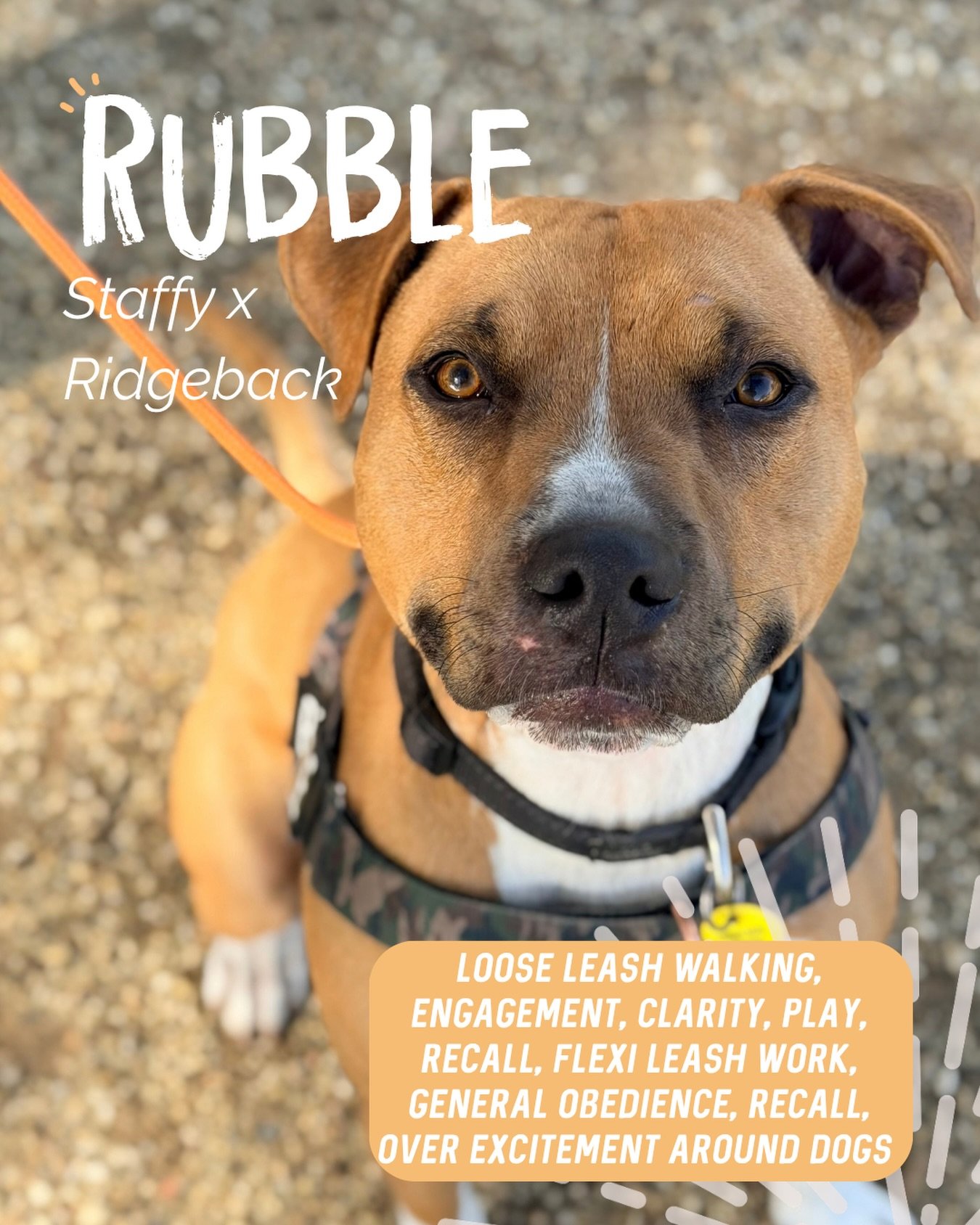✨ RUBBLE ✨

This handsome man is an absolute sweetheart who loves everyone with his entire being! Unfortunately, all that love can sometimes be a little much when it comes to other dogs 🤣

Our sessions were heavily focused on helping Rubble become a