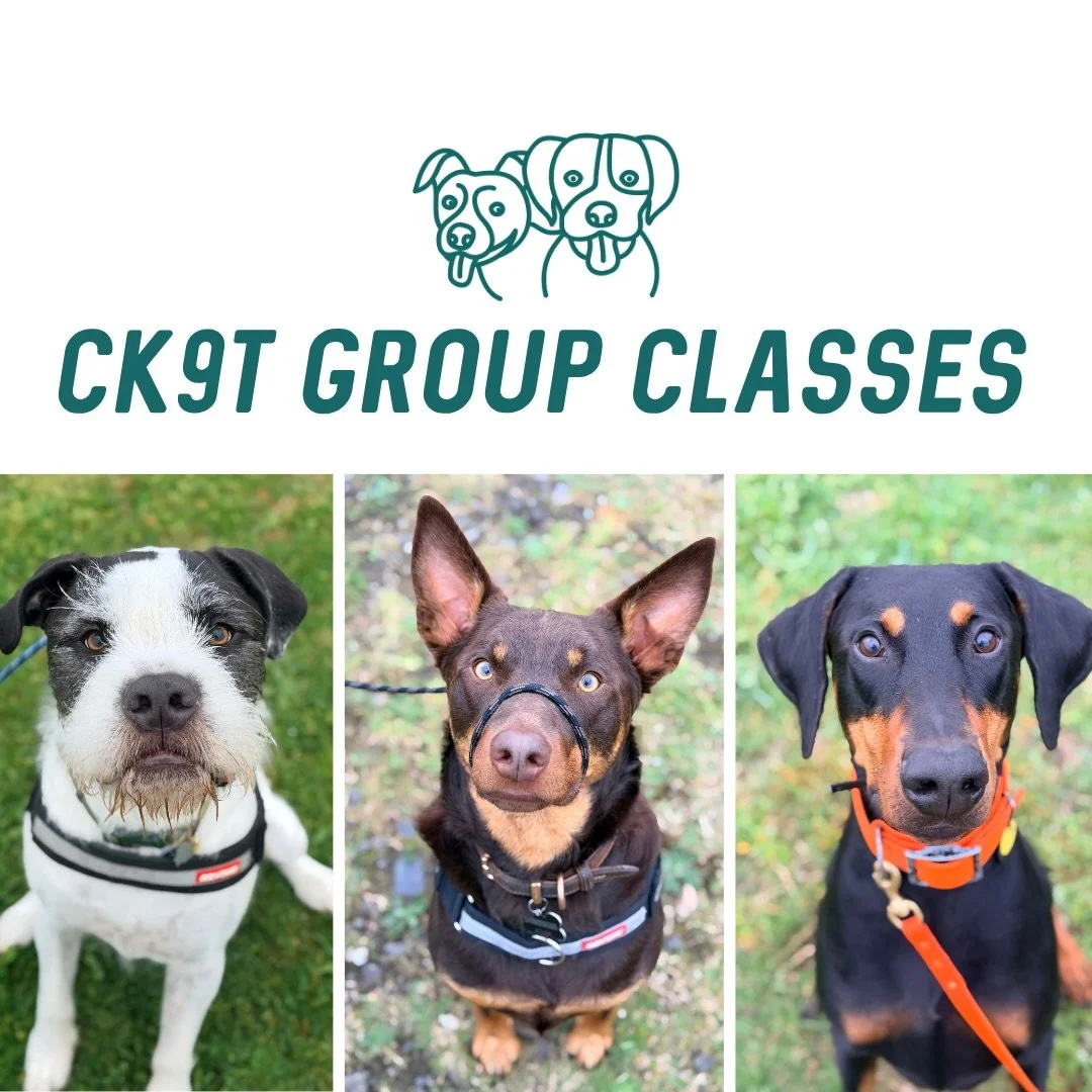 🔥 GROUP CLASSES 🔥

First night back for the crew and they absolutely smashed it! 💪🏻

A big welcome to Mr Whiskey the Kelpie, who has joined us after completing our Beyond Reactivity course! 🔥

Last night involved LOTS of walking to keep warm 🤣,
