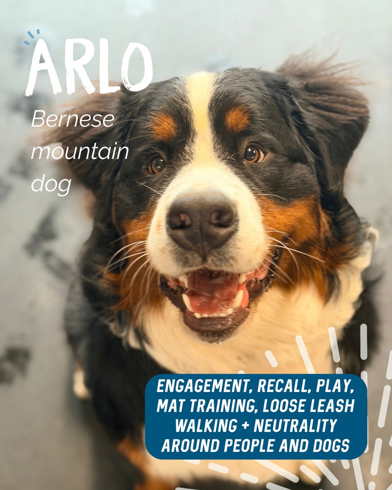 ✨ ARLO ✨

This lil man is such a spunk! Although he&rsquo;s still a baby, he certainly knows how to use his body weight against his humans 🤣

Our sessions were all about building strong training foundations, providing clarity and giving Arlo and his