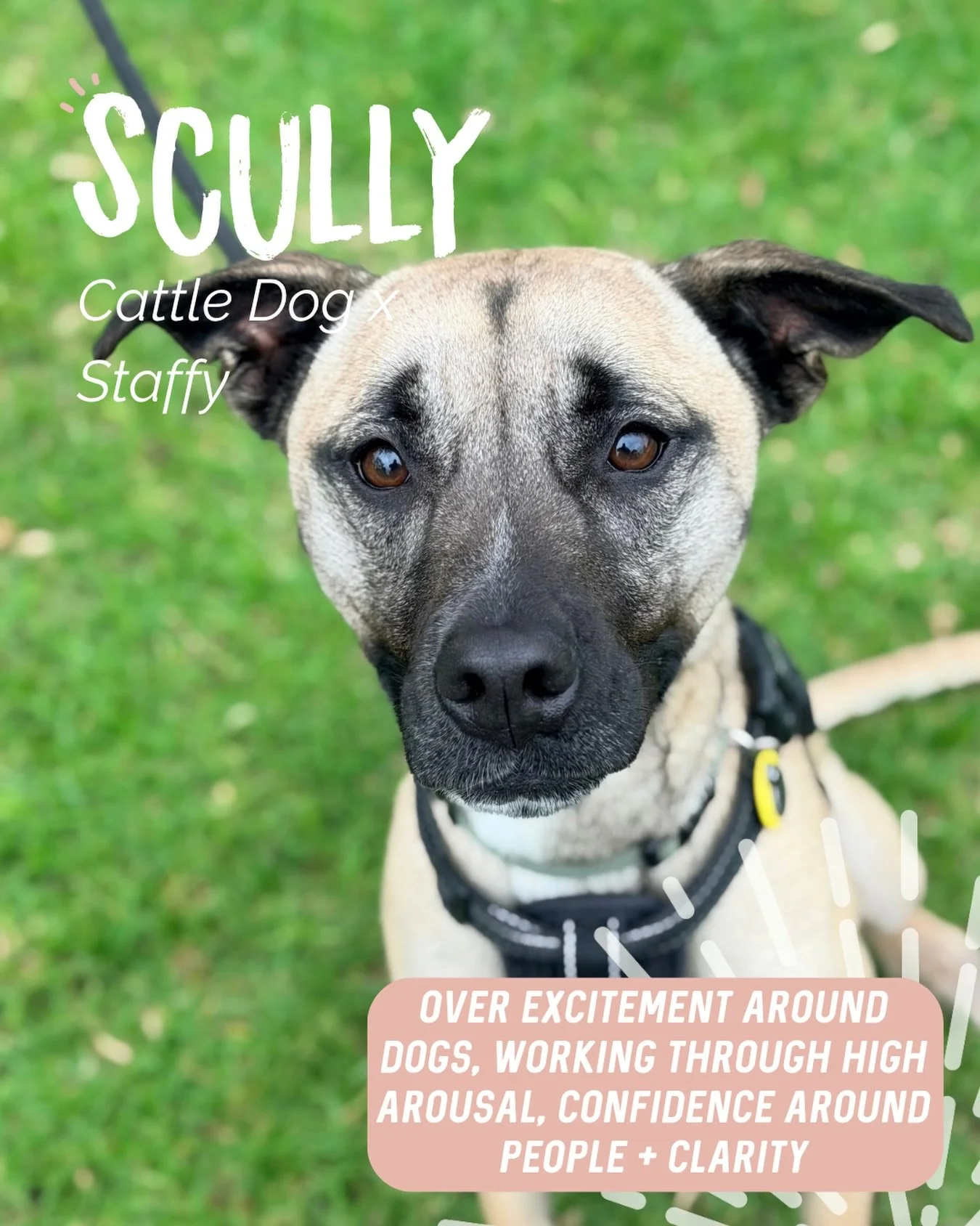 ✨ SCULLY ✨

A very familiar face 😍

We caught up with gorgeous Miss Scully to tighten up a few things and give both her and her human a little more clarity 🔥

Our main focus was working through some over excitement around dogs and people. For Scull
