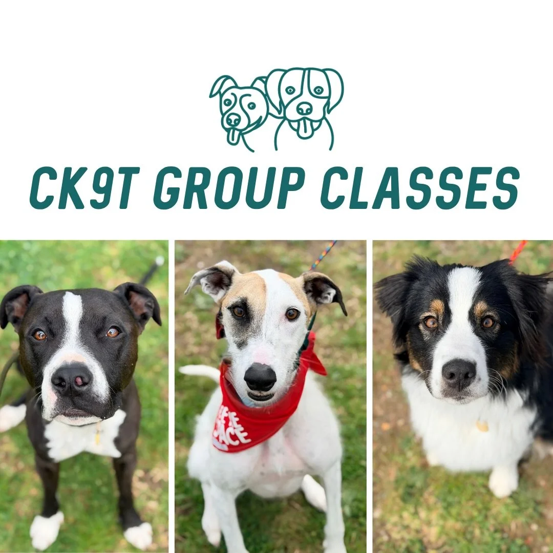 🎉 Group Classes 🎉

Sunday&rsquo;s crew smashing it as usual! 🔥

New faces = new challenges for some teams, and everyone handled it beautifully 💪🏻

Lots of walking, holding implied stays, counter conditioning, engagement and recall 🐾

Another gr